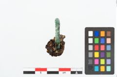 Foto von Bronzering (NHMW-PRAE-025845)